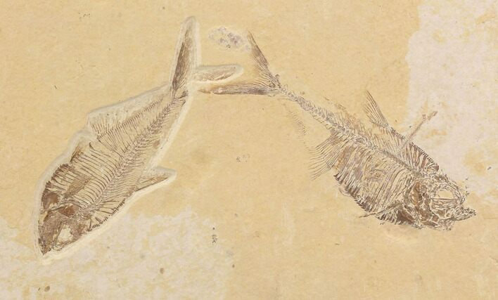 Double Diplomystus Fossil Fish - Wyoming #91575